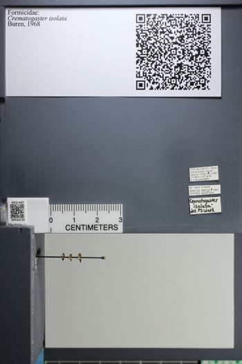 Media type: image;   Entomology 532133